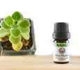 Basil Organic Essential Oil