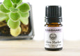 NEW! Rosemary Organic Essential Oil